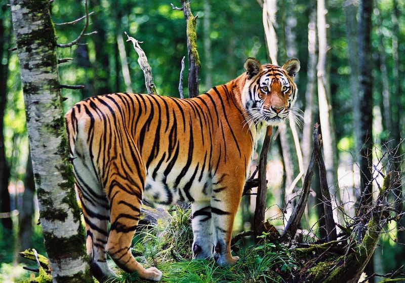 馬來西亞有老虎嗎【馬來西亞發現野生老虎蹤跡當局公開照片光明網拍下罕見一幕】