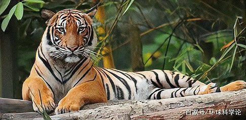 馬來西亞有老虎嗎【馬來西亞發現野生老虎蹤跡當局公開照片光明網拍下罕見一幕】