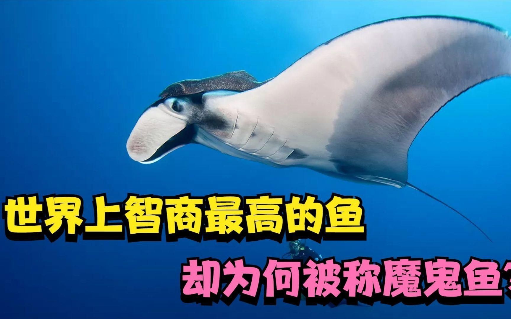 魔鬼魚(yú)對(duì)人類(lèi)友好嗎【世界上智商最高的魚(yú)，人類(lèi)最溫和的伙伴】