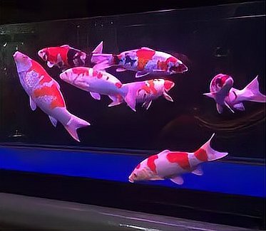 1米8魚缸養幾條龍魚合適【《1米8魚缸養幾條龍魚合適》】