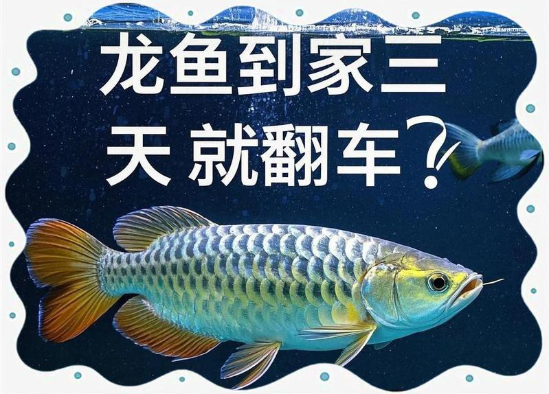 1米8魚缸養幾條龍魚合適【《1米8魚缸養幾條龍魚合適》】