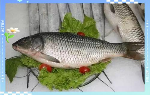 孔雀魚有毒嗎【喜歡孔雀魚的注意了,這幾點(diǎn)你需要清楚!】