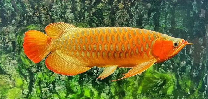 怎樣判斷龍魚(yú)已經(jīng)干凈了【如何判斷龍魚(yú)是否健康】