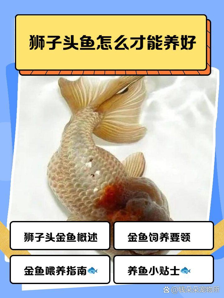 國獅紅獅頭魚好養嗎【國獅紅獅頭魚好養嗎，獅子頭金魚好養嗎,】