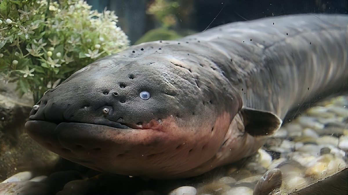 電鰻和鰻魚有什么區別【電鰻與鰻魚有什么區別三分情報電鰻與鰻魚有什么區別】