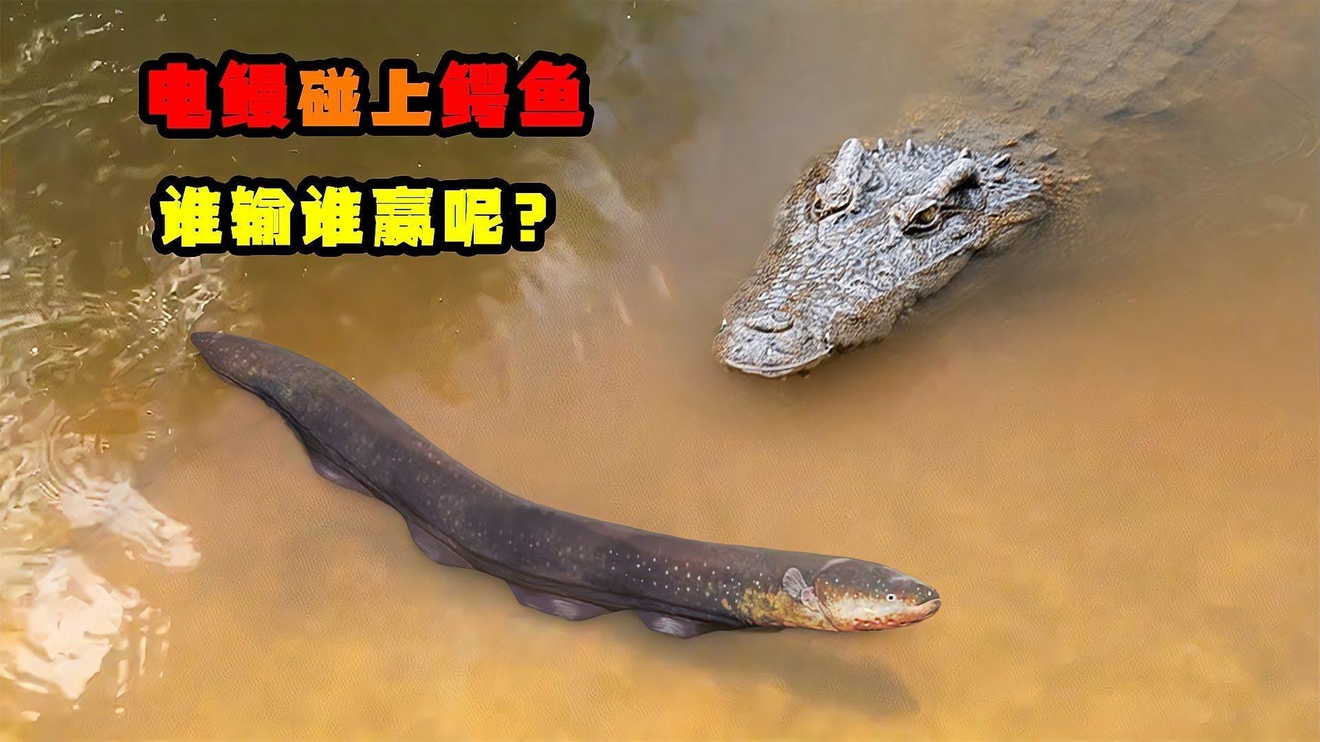 電鰻和鰻魚有什么區別【電鰻與鰻魚有什么區別三分情報電鰻與鰻魚有什么區別】