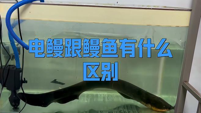 電鰻和鰻魚有什么區別【電鰻與鰻魚有什么區別三分情報電鰻與鰻魚有什么區別】