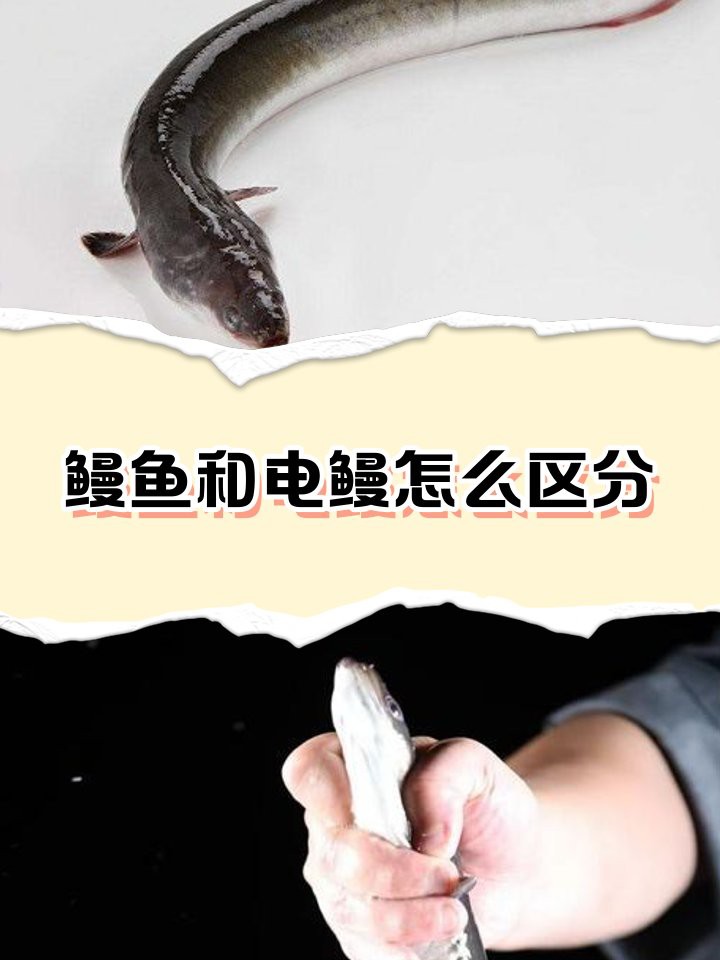 電鰻和鰻魚有什么區別【電鰻與鰻魚有什么區別三分情報電鰻與鰻魚有什么區別】