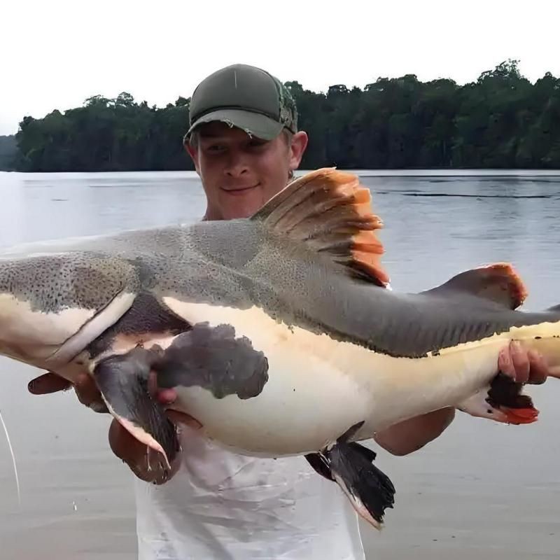 招財貓魚繁殖難度大嗎？【招財貓魚的繁殖難度較大，其屬于卵生魚類，】