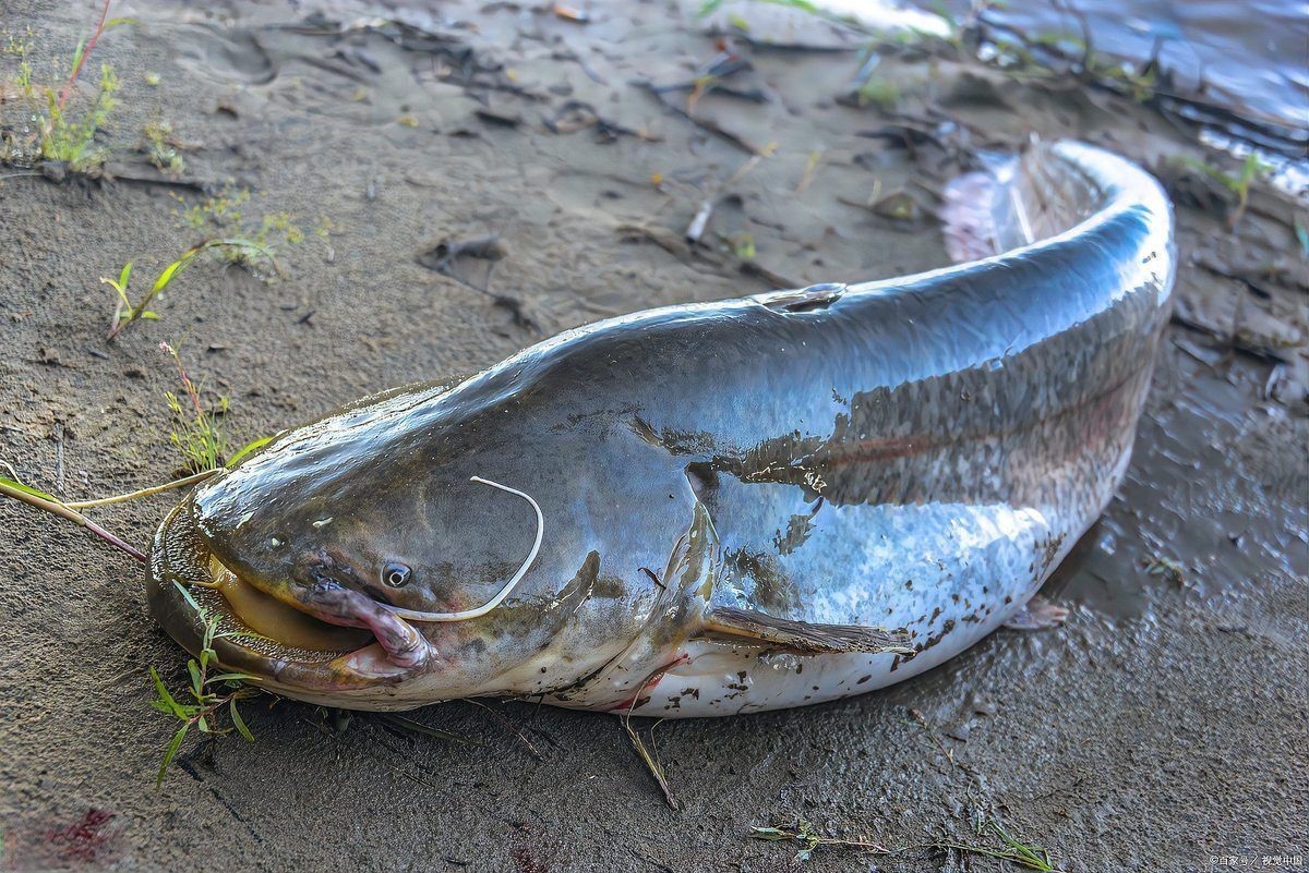 魔鬼魚鰩魚蝠鲼的區別【蝠鲼、鰩魚、鰩魚的區別】