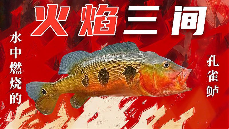 三間魚圖片大全【三間鼠魚（botiamacracanthamacracantha）】