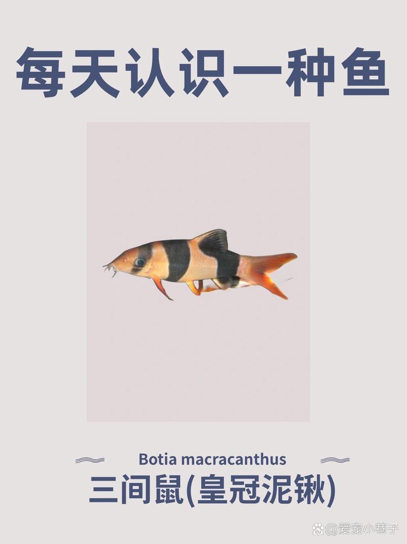 三間魚圖片大全【三間鼠魚（botiamacracanthamacracantha）】