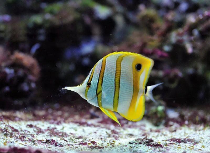 三間魚圖片大全【三間鼠魚（botiamacracanthamacracantha）】