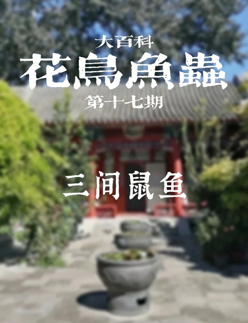 三間魚圖片大全【三間鼠魚（botiamacracanthamacracantha）】