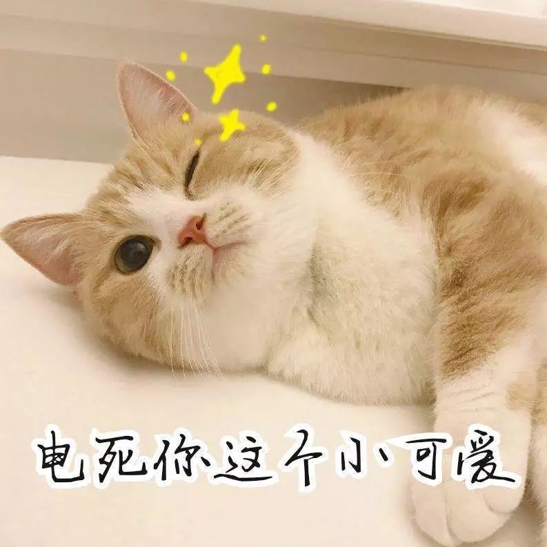 電鰻能電死鯊魚嗎【探秘自然與科技，電鰻突然攻擊鯊魚，本以為會是一場大戰(zhàn)】