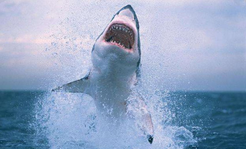 電鰻能電死鯊魚嗎【探秘自然與科技，電鰻突然攻擊鯊魚，本以為會是一場大戰(zhàn)】