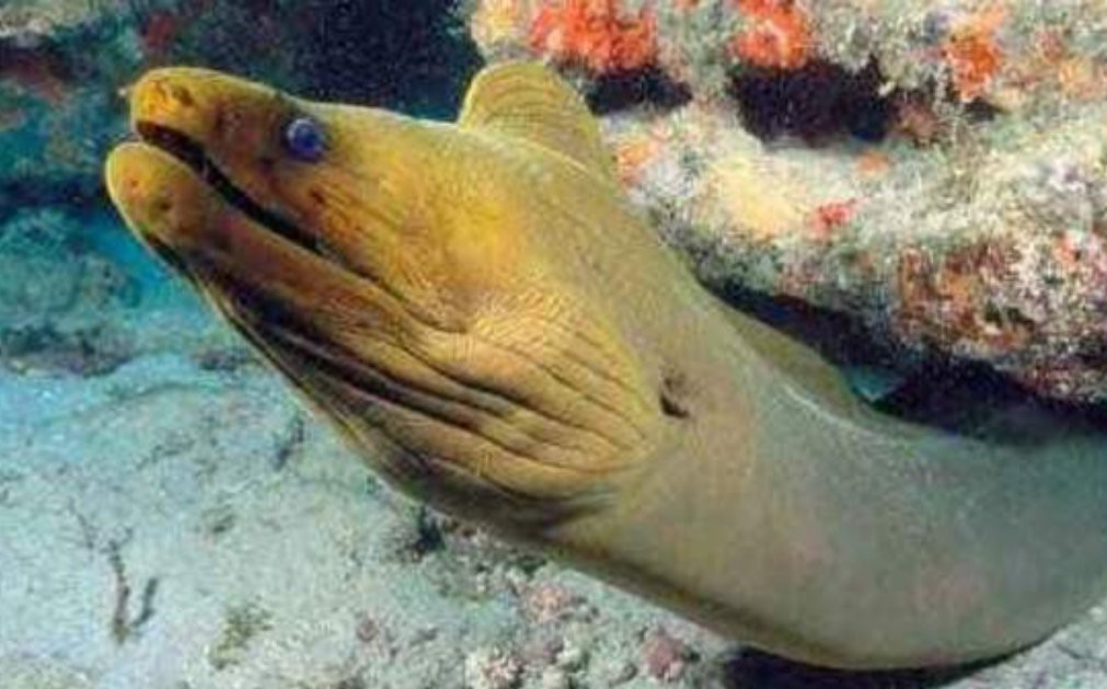 電鰻能電死鯊魚嗎【探秘自然與科技，電鰻突然攻擊鯊魚，本以為會是一場大戰(zhàn)】