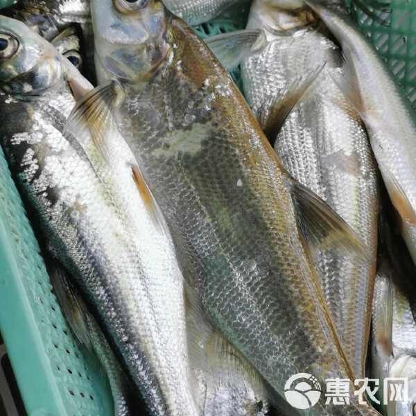 河源水族批發市場【河源水族批發市場綜合信息】