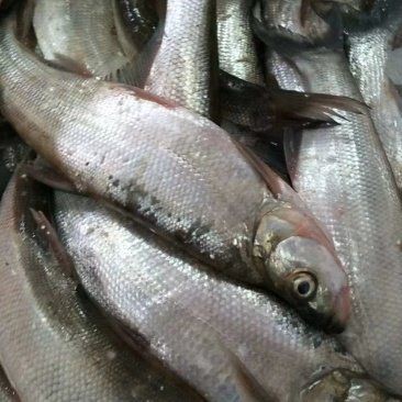 河源水族批發市場【河源水族批發市場綜合信息】