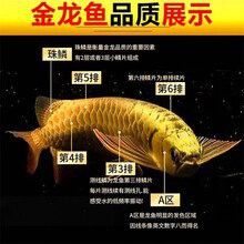 60公分的金龍魚多少錢一條【60公分金龍魚多少錢一條】