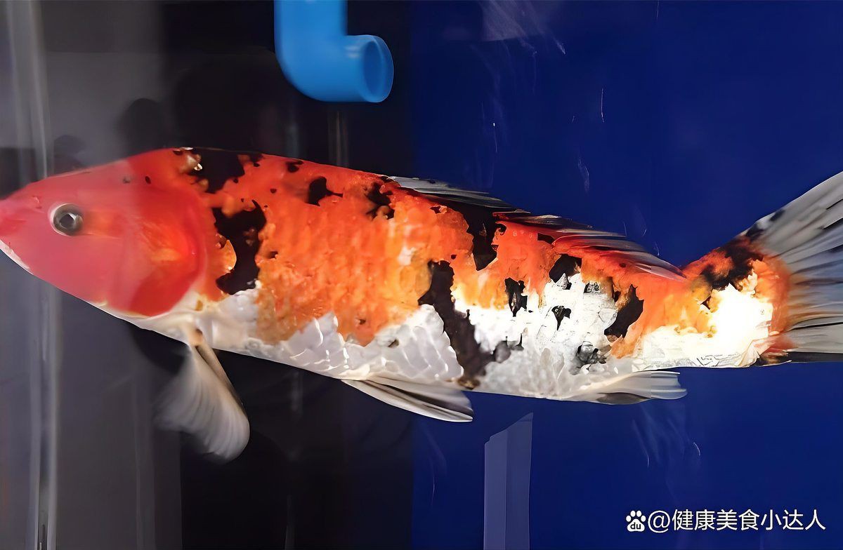 提供幾張魚立鱗病的嚴(yán)重圖片【寵大仙兒,龍魚要“爆炸”了!看得起雞皮疙瘩——松鱗病這么可怕!】