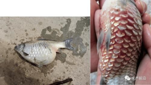 提供幾張魚立鱗病的嚴(yán)重圖片【寵大仙兒,龍魚要“爆炸”了!看得起雞皮疙瘩——松鱗病這么可怕!】