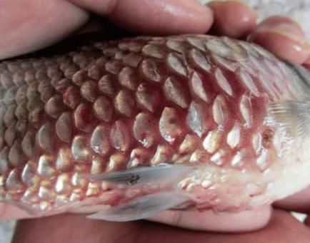 提供幾張魚立鱗病的嚴(yán)重圖片【寵大仙兒,龍魚要“爆炸”了!看得起雞皮疙瘩——松鱗病這么可怕!】