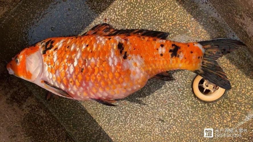 提供幾張魚立鱗病的嚴(yán)重圖片【寵大仙兒,龍魚要“爆炸”了!看得起雞皮疙瘩——松鱗病這么可怕!】
