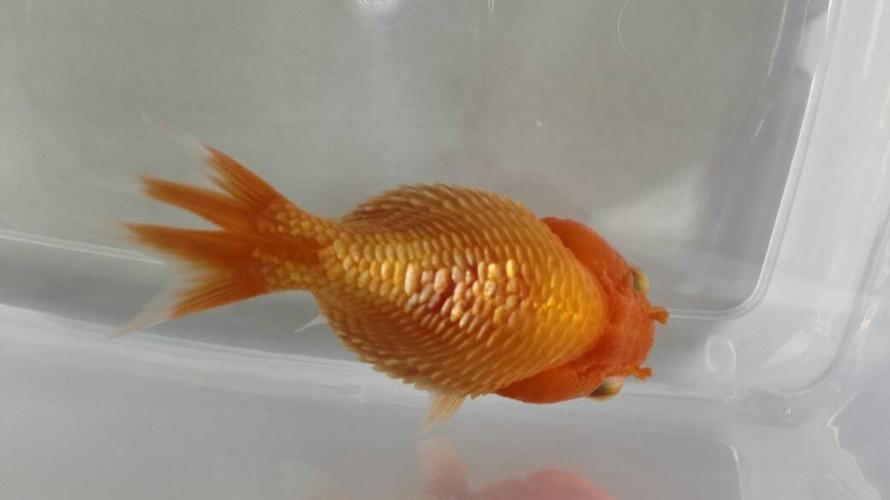 提供幾張魚立鱗病的嚴(yán)重圖片【寵大仙兒,龍魚要“爆炸”了!看得起雞皮疙瘩——松鱗病這么可怕!】