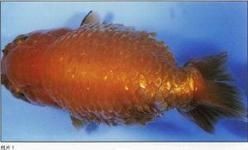 提供幾張魚立鱗病的嚴(yán)重圖片【寵大仙兒,龍魚要“爆炸”了!看得起雞皮疙瘩——松鱗病這么可怕!】