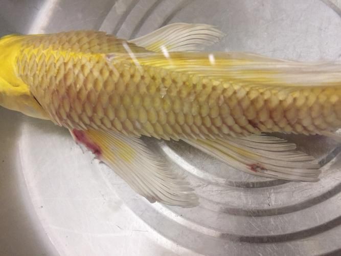 提供幾張魚立鱗病的嚴(yán)重圖片【寵大仙兒,龍魚要“爆炸”了!看得起雞皮疙瘩——松鱗病這么可怕!】