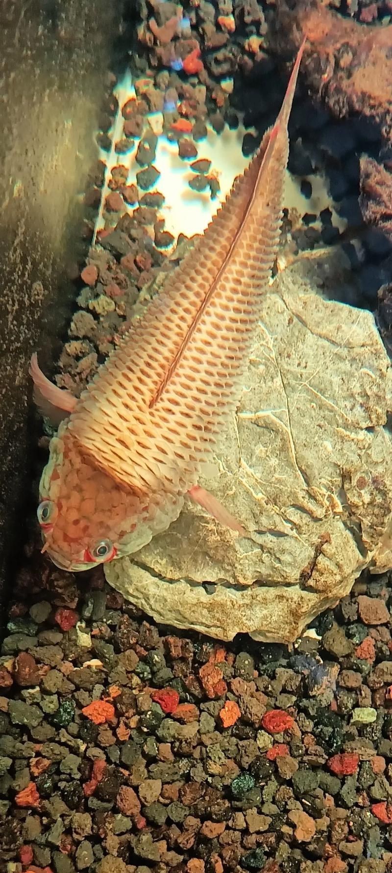 提供幾張魚立鱗病的嚴(yán)重圖片【寵大仙兒,龍魚要“爆炸”了!看得起雞皮疙瘩——松鱗病這么可怕!】