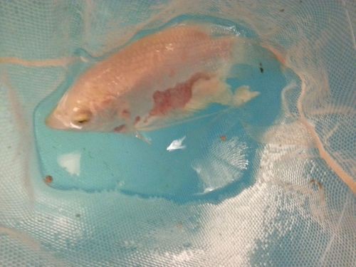 提供幾張魚立鱗病的嚴(yán)重圖片【寵大仙兒,龍魚要“爆炸”了!看得起雞皮疙瘩——松鱗病這么可怕!】