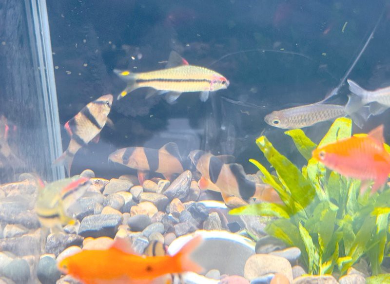 三間鼠魚最忌三種水【《三間鼠魚最忌三種水》】