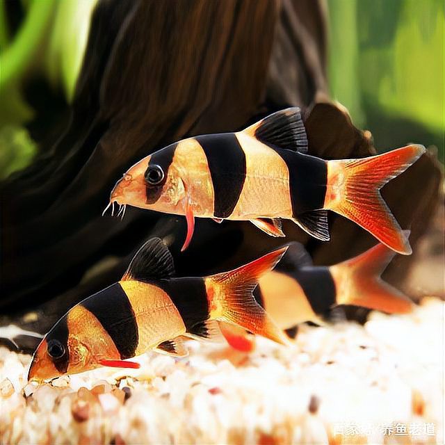 三間鼠魚最忌三種水【《三間鼠魚最忌三種水》】