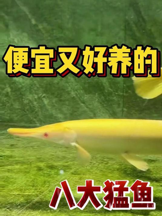 市場上什么魚最便宜【2025年夏季水產市場價格行情分析】