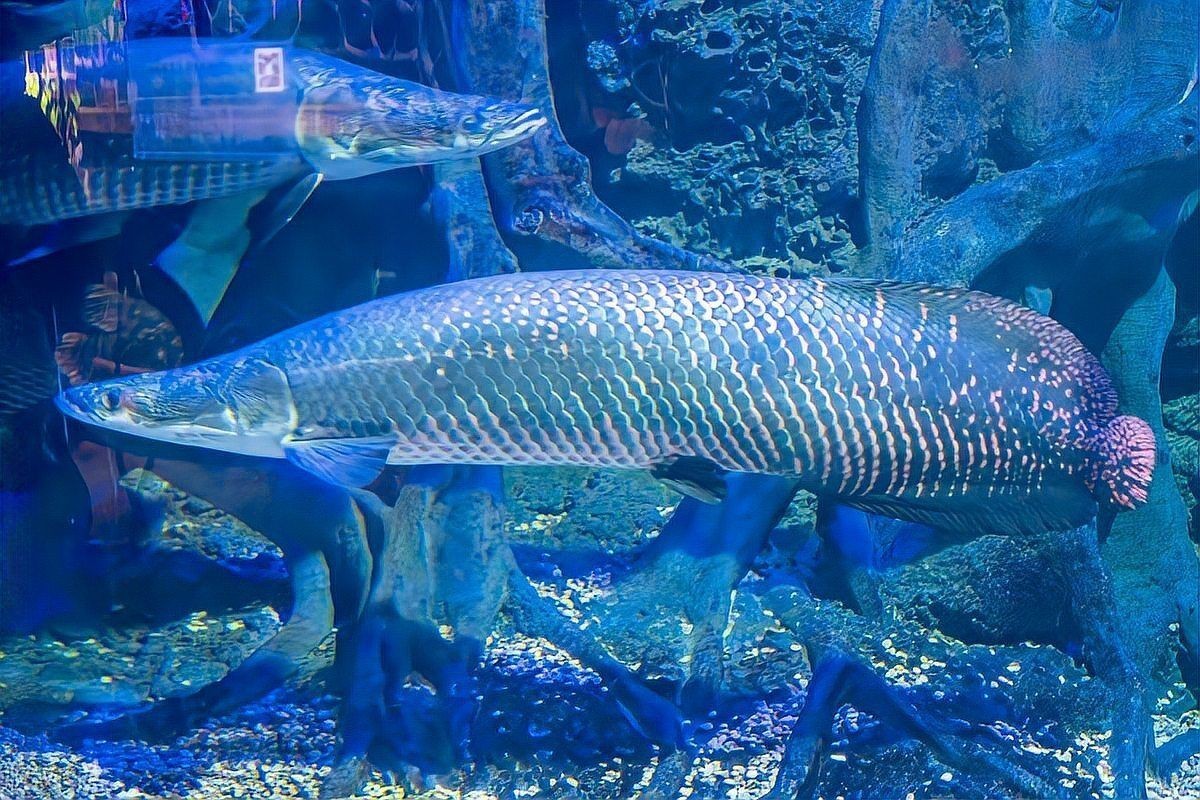 巨骨舌魚多少元一只【巨骨舌魚價格差異極大網友:這么容易死的嗎】