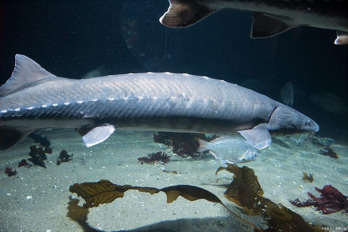 巨骨舌魚多少元一只【巨骨舌魚價格差異極大網友:這么容易死的嗎】