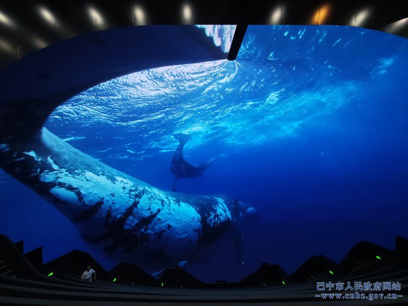 恩陽水族店【恩陽水族店的具體位置】