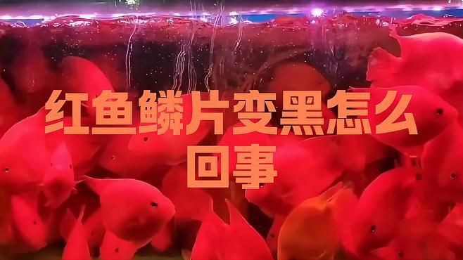 如何預防紅龍魚鱗片再次發黑？【紅龍魚鱗片發黑影響觀賞價值，預防與治療一網打盡】
