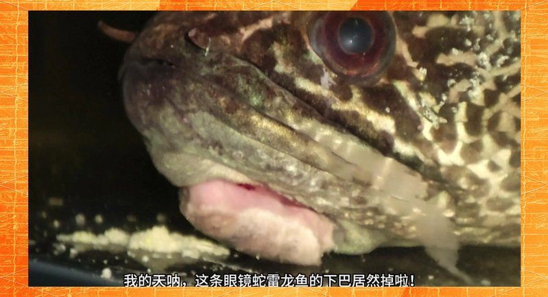 雷龍魚腸炎能不能自愈【如何判斷雷龍魚腸炎是否嚴(yán)重】