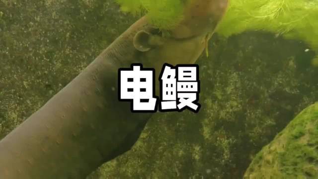 電鰻是高壓電嗎還是低壓【水中高壓電鰻放電能力最強的淡水魚類之一，電鰻的電流可達1安培】