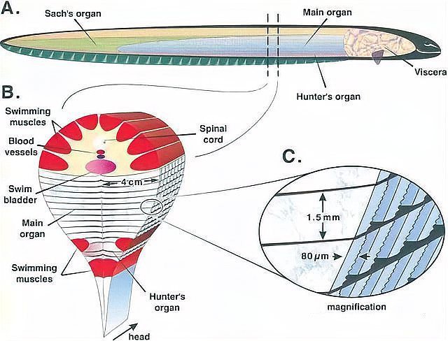 電鰻是高壓電嗎還是低壓【水中高壓電鰻放電能力最強的淡水魚類之一，電鰻的電流可達1安培】