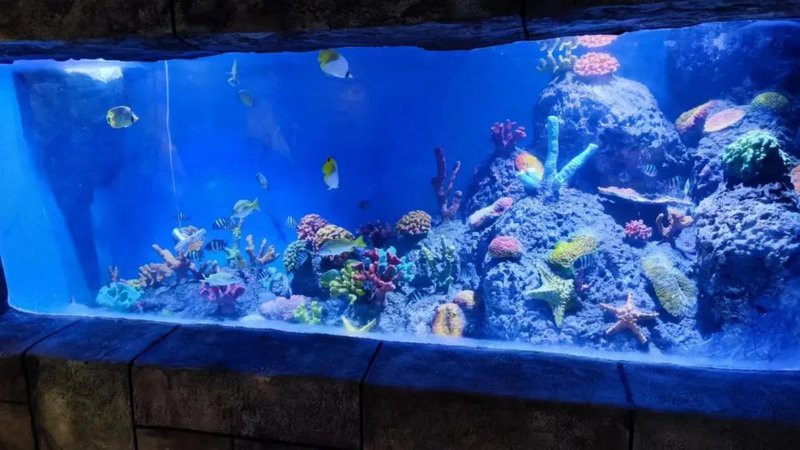 九江縣水族店【5月1日九江海底世界、大中路歷史文化街區“歡樂亮相”】