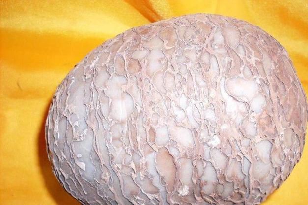 恐龍蛋100萬以上圖片【世界上最珍貴的品種—恐龍蛋化石在江西亮相】