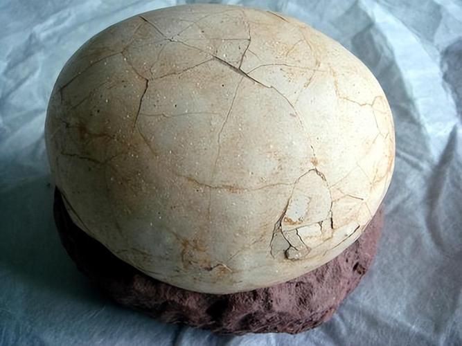 恐龍蛋100萬以上圖片【世界上最珍貴的品種—恐龍蛋化石在江西亮相】