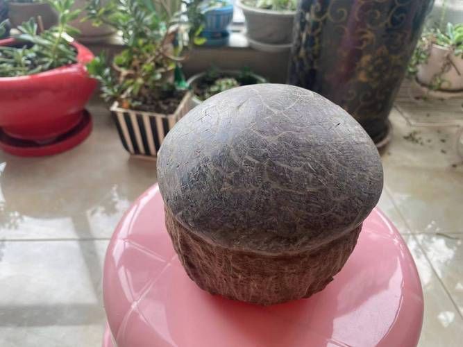 恐龍蛋100萬以上圖片【世界上最珍貴的品種—恐龍蛋化石在江西亮相】