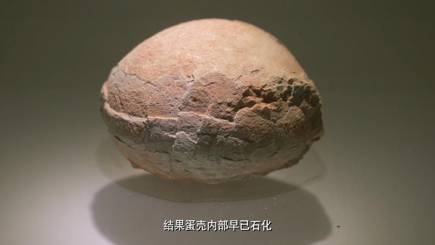 恐龍蛋100萬以上圖片【世界上最珍貴的品種—恐龍蛋化石在江西亮相】