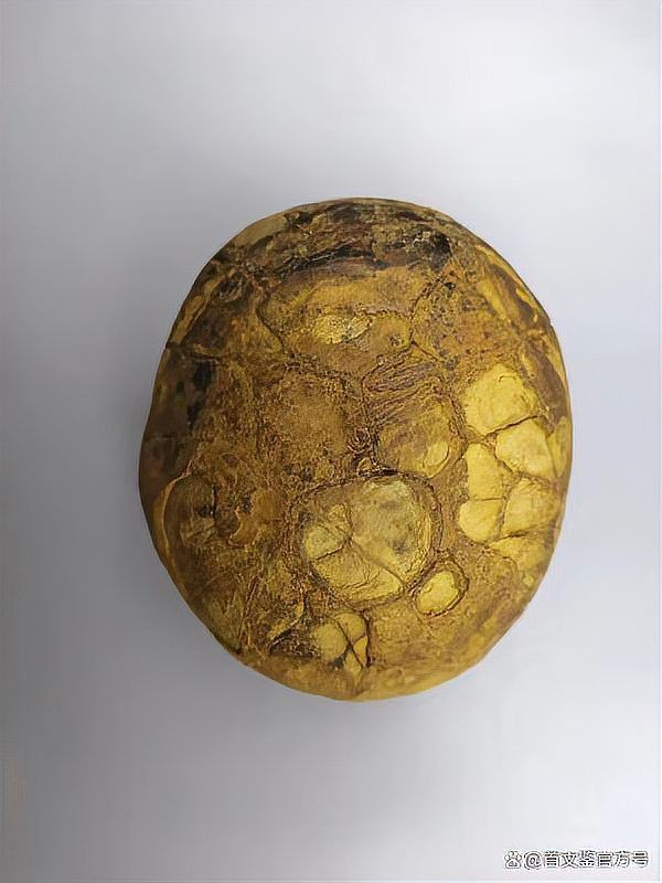 恐龍蛋100萬以上圖片【世界上最珍貴的品種—恐龍蛋化石在江西亮相】