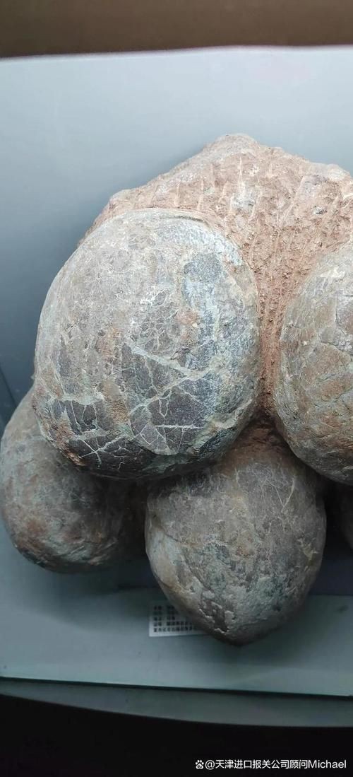 恐龍蛋100萬以上圖片【世界上最珍貴的品種—恐龍蛋化石在江西亮相】